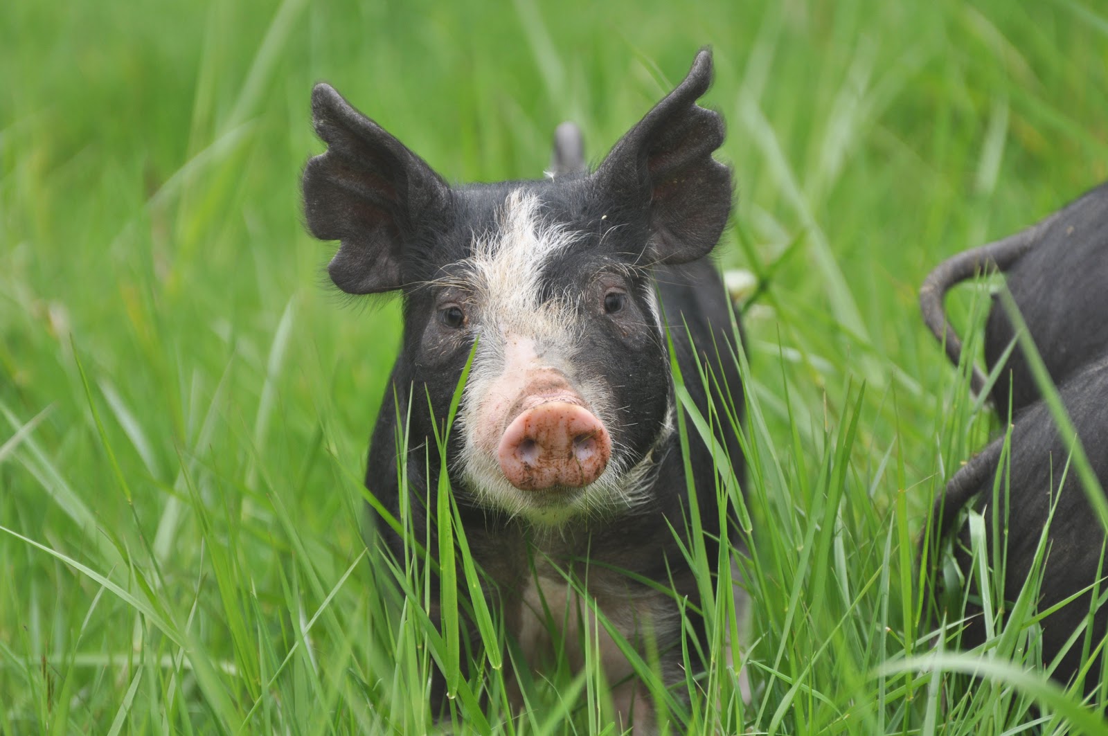 Peculiar Ambitions Spring Pigs 2013