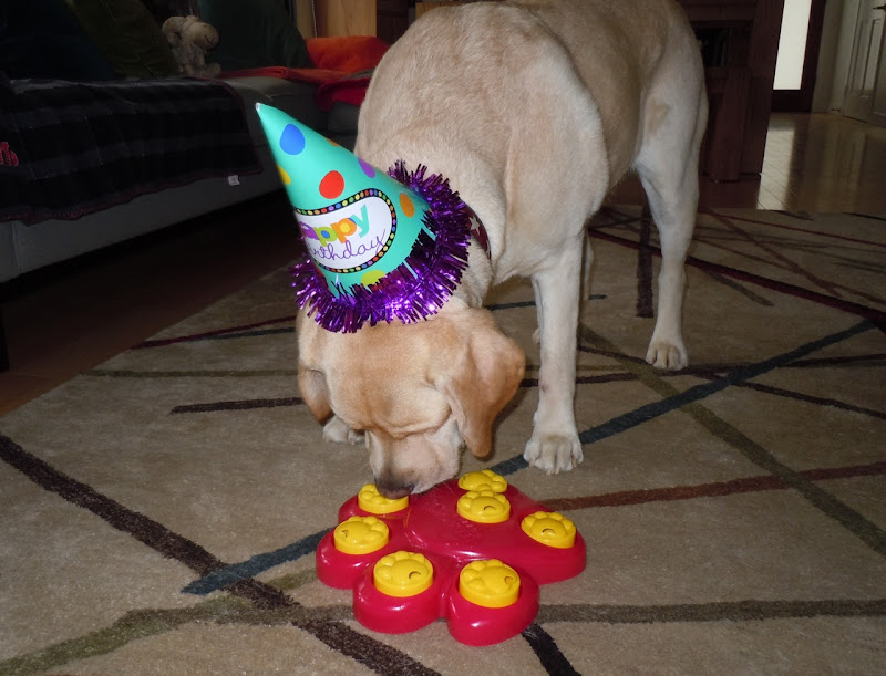 Cooper dog party games