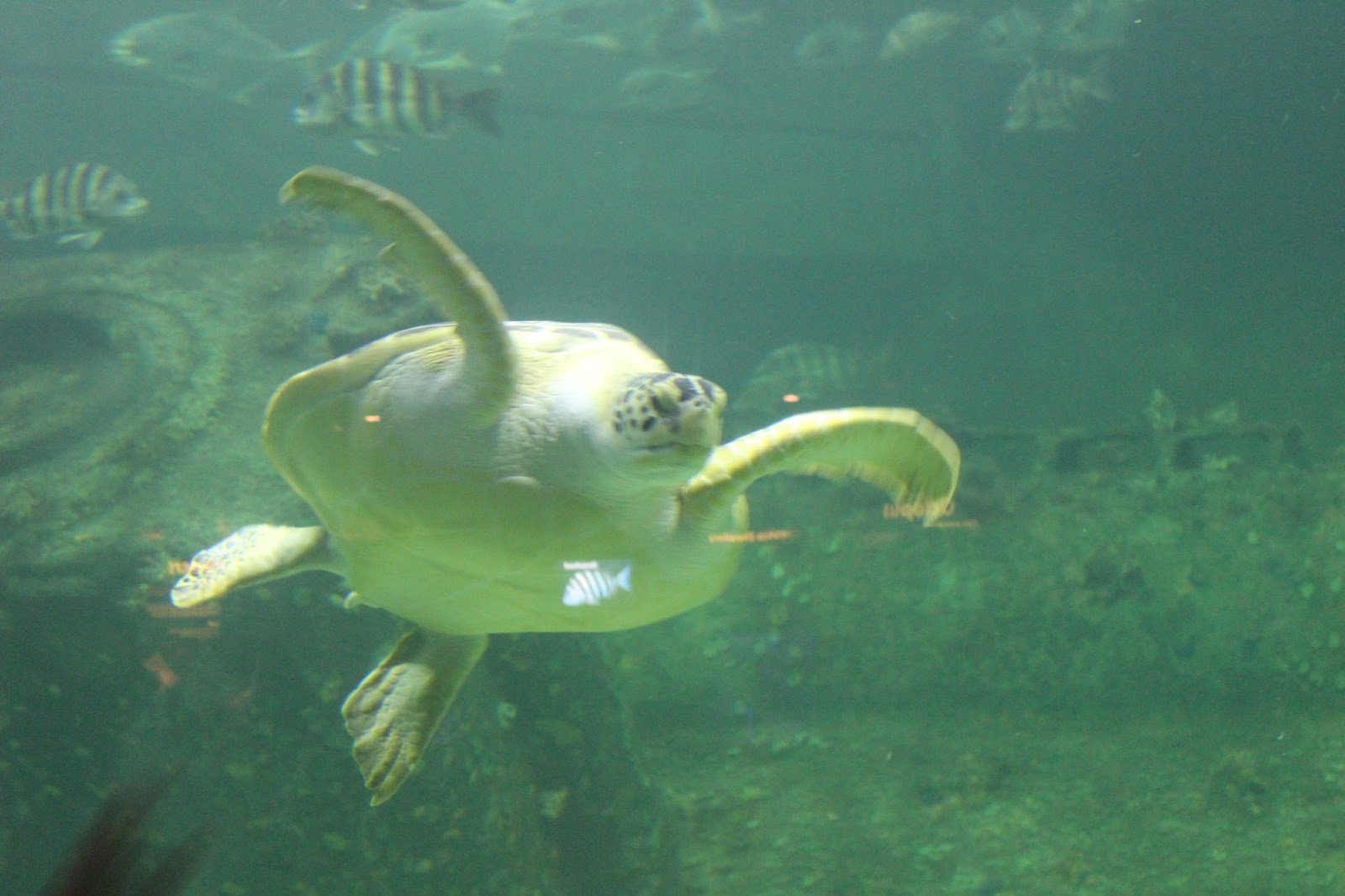 The Largest Aquarium in North Carolina Pine Knoll Shores MyCrystalCoast