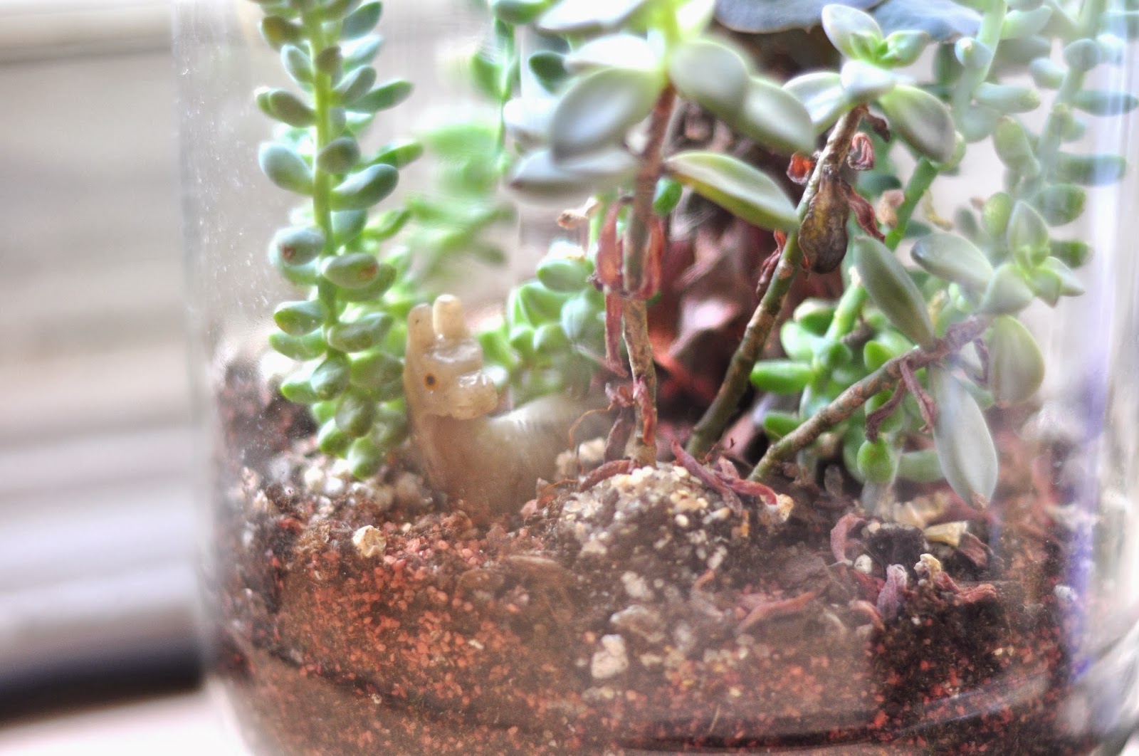 l'elan jolie simple crafts diy pickle jar terrarium