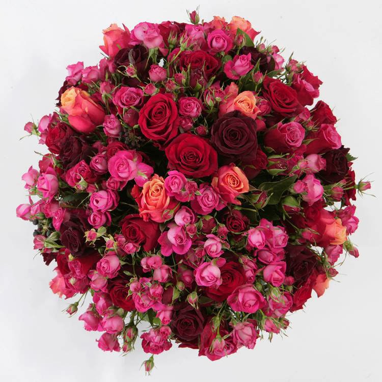 Blooming Flowers Images With High resolution Allfreshwallpaper