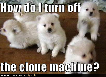 Cute funny dogs and puppies