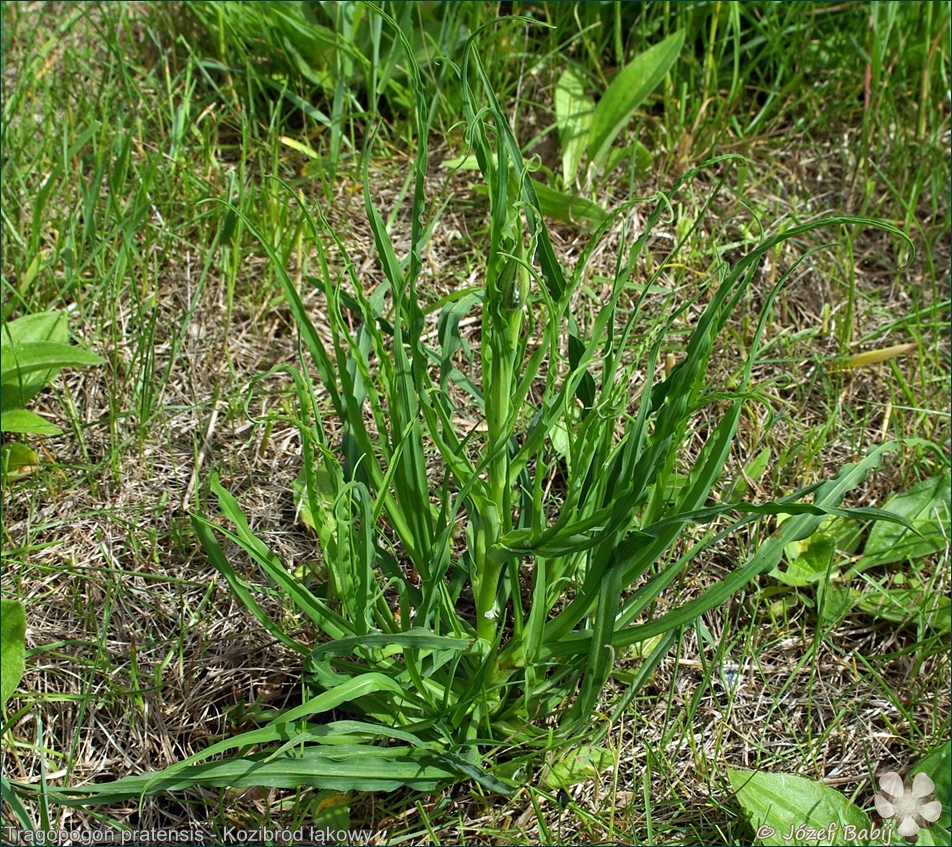 Tragopogon pratensis - Kozibród łąkowy