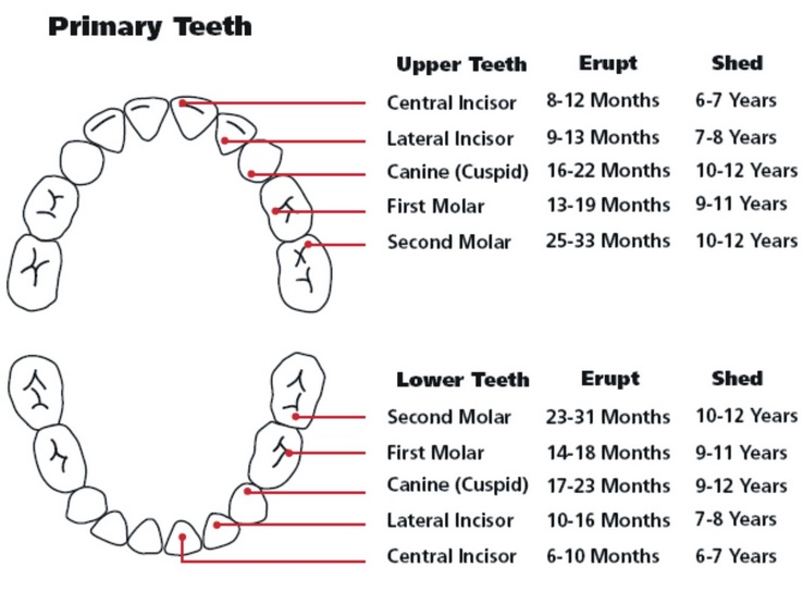 Novam Vitam Kanker Usus / Kolorektal Cancer