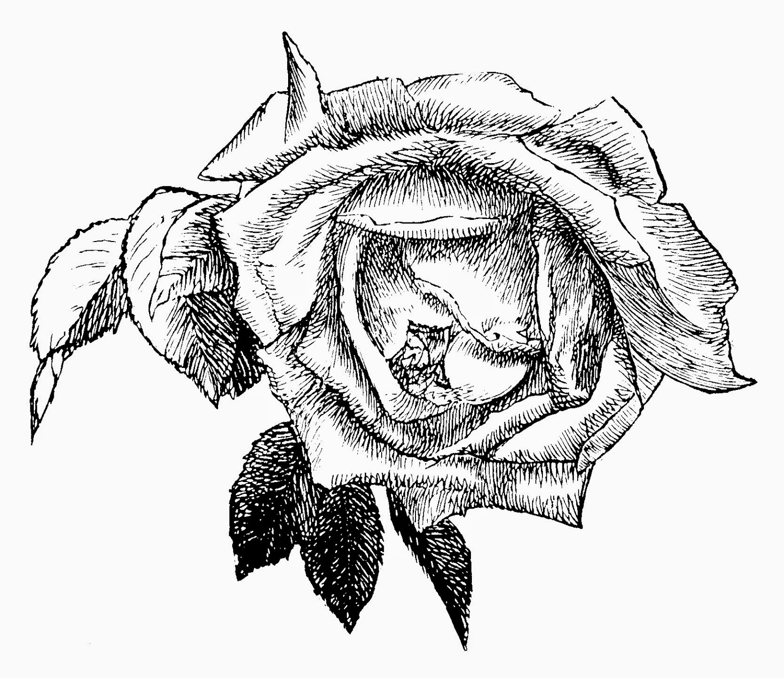 Роза рисунок
