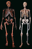 Fuente: http://1.bp.blogspot.com/_W3QQ-I5EL54/S_zw7XTVQuI/AAAAAAAAEeE/qluFlkH3K9E/s400/Genoma_Neandertal.jpg