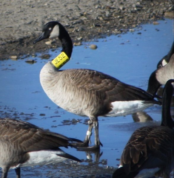 canada goose bands for sale canada goose bands for sale