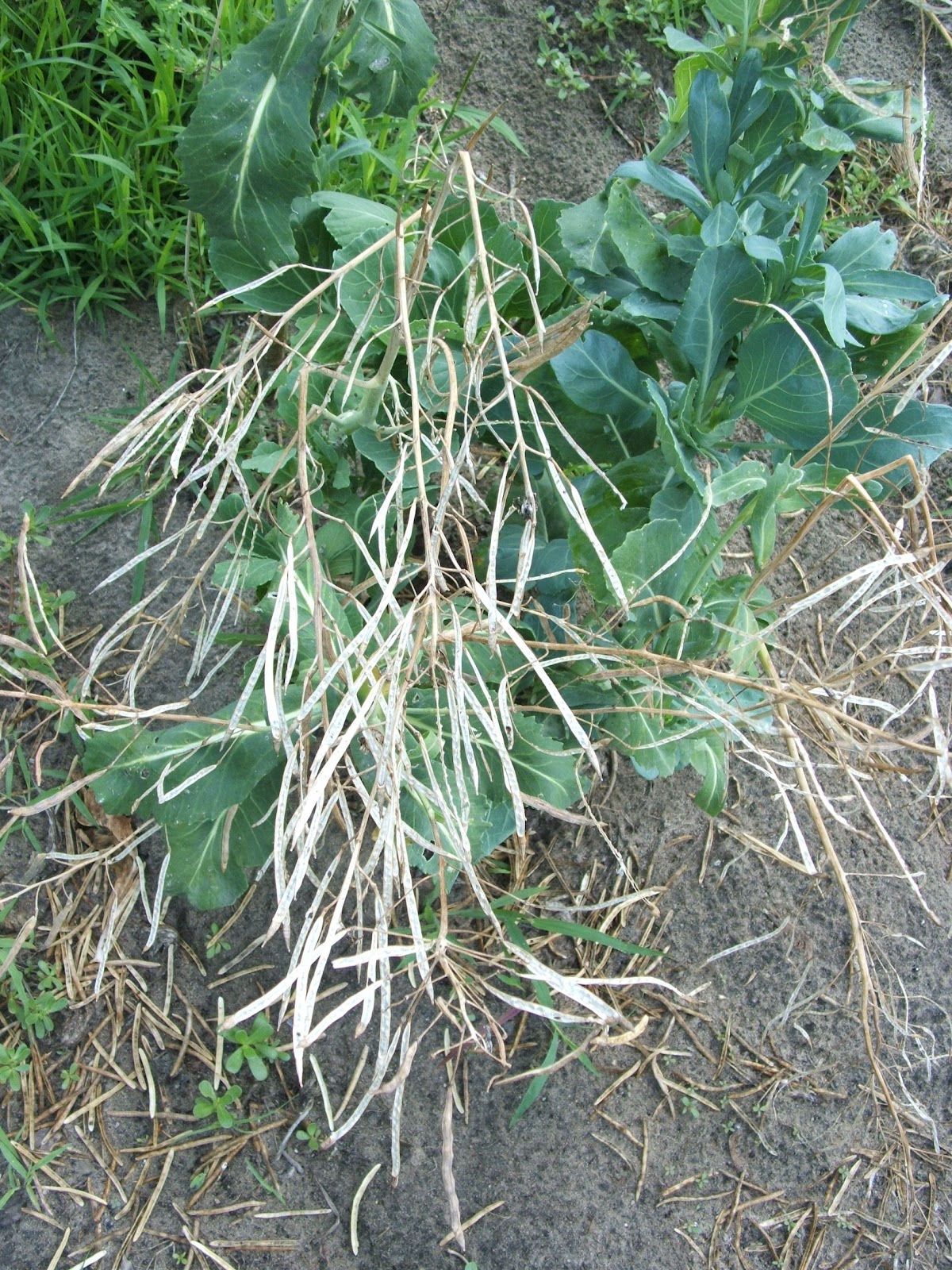 God's Growing Garden Saving Seeds Greens (Kale, Collard, Bok Choy)