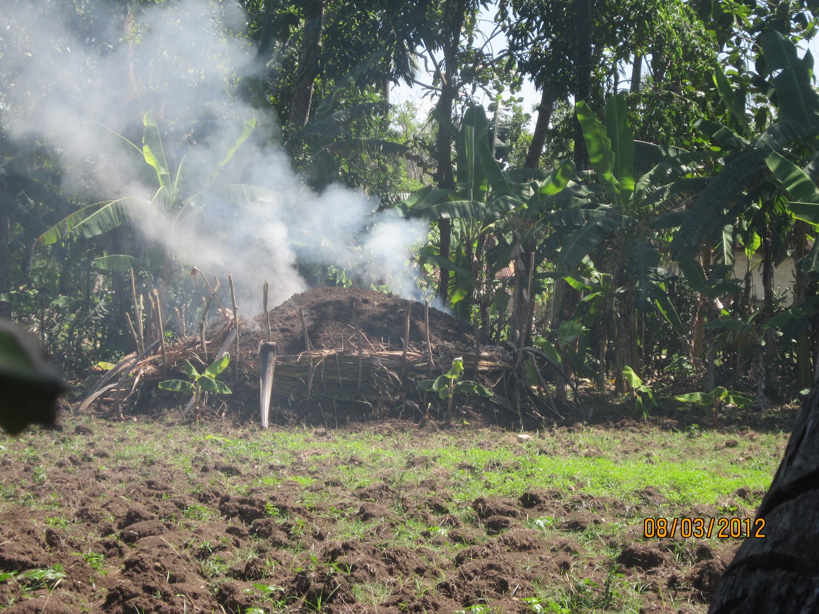 Vivre en Haïti au quotidien La déforestation en Haïti