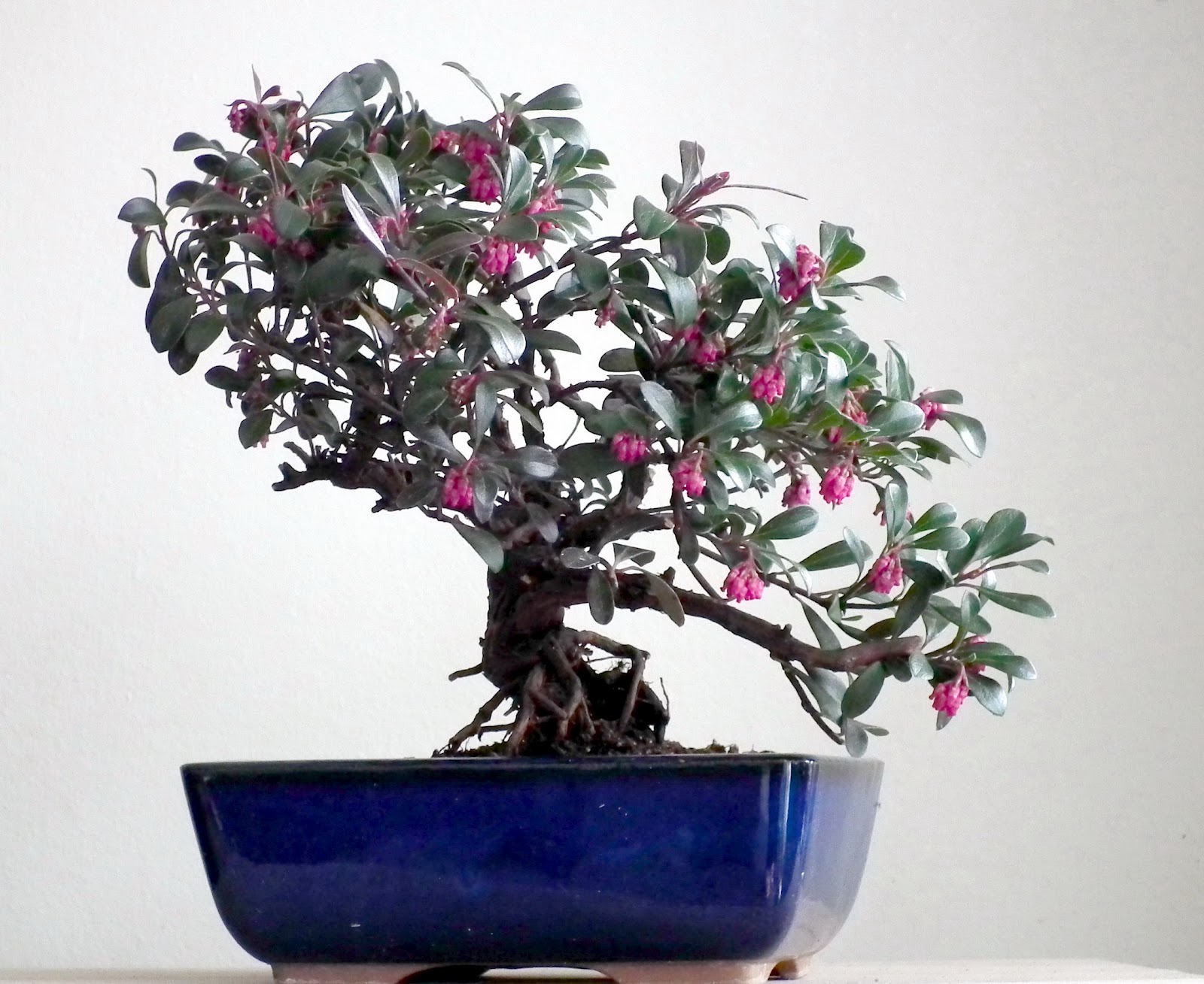 Scented Leaf Kinnikinnick UvaUrsi Bonsai