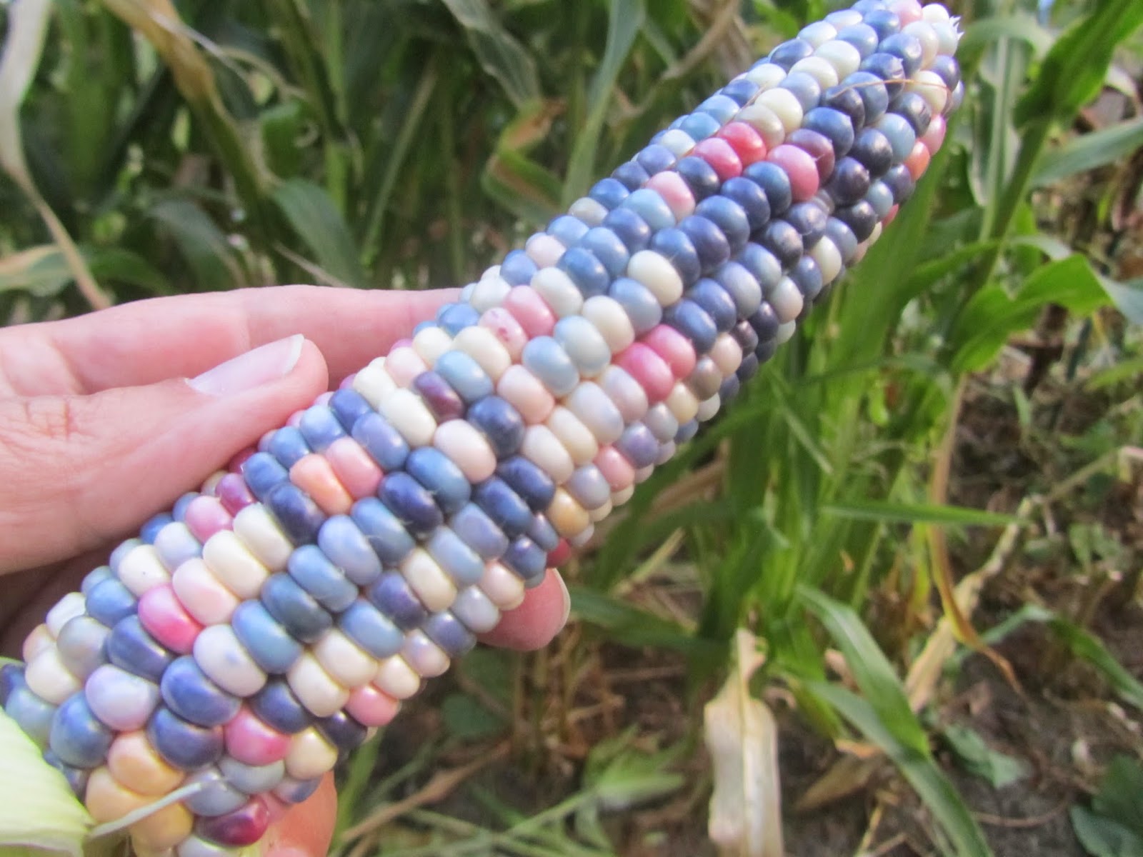 Jen & the Bean stalk Glass Gem Indian Corn