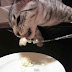 Vídeo que mostra gato 'usando' garfo para comer vira hit na web