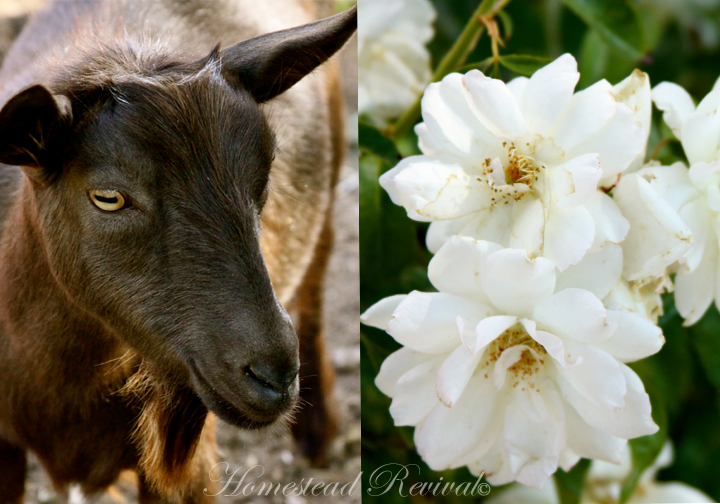 Homestead Revival Goats and Roses