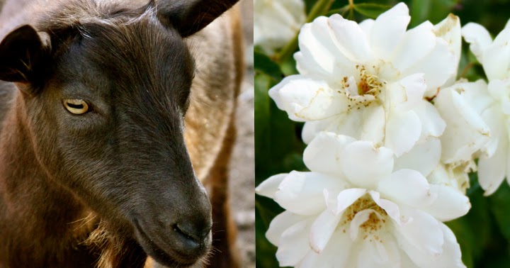 Homestead Revival: Goats and Roses