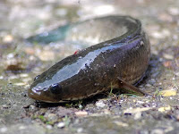 Haruan