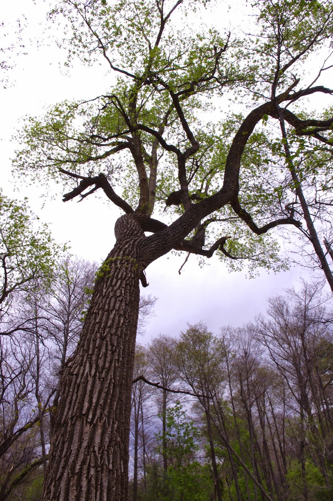 Southern New Mexico Explorer Mineral Creek, North Percha Creek Hike