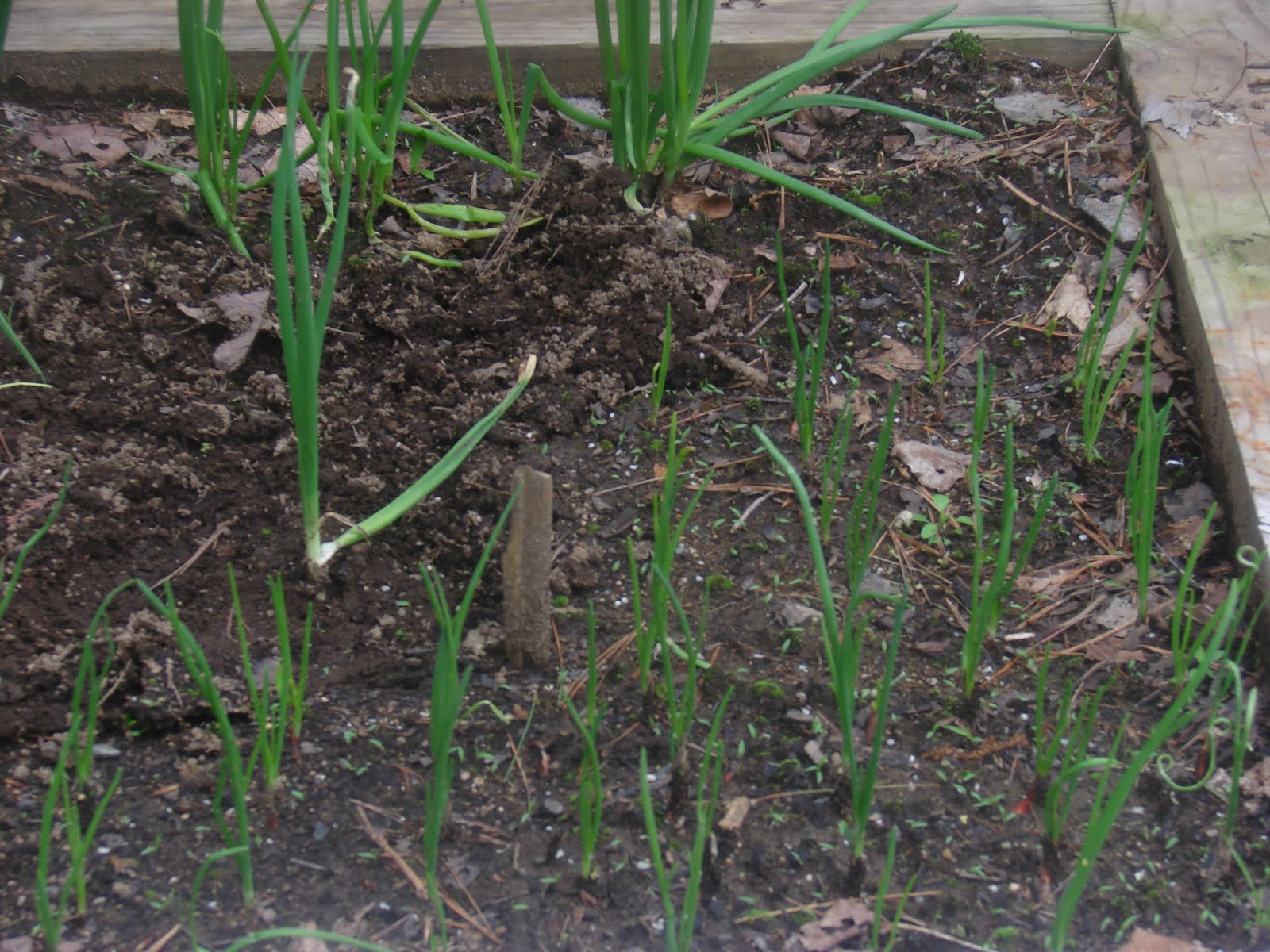 Growing and Cooking Onion bed is finally planted