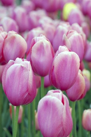 Mobile Phones Wallpaper