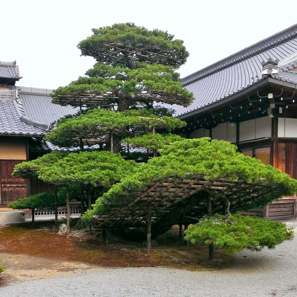 I forget what this specific type of tree is called, forgive me I forget what this specific type of tree is called, forgive me