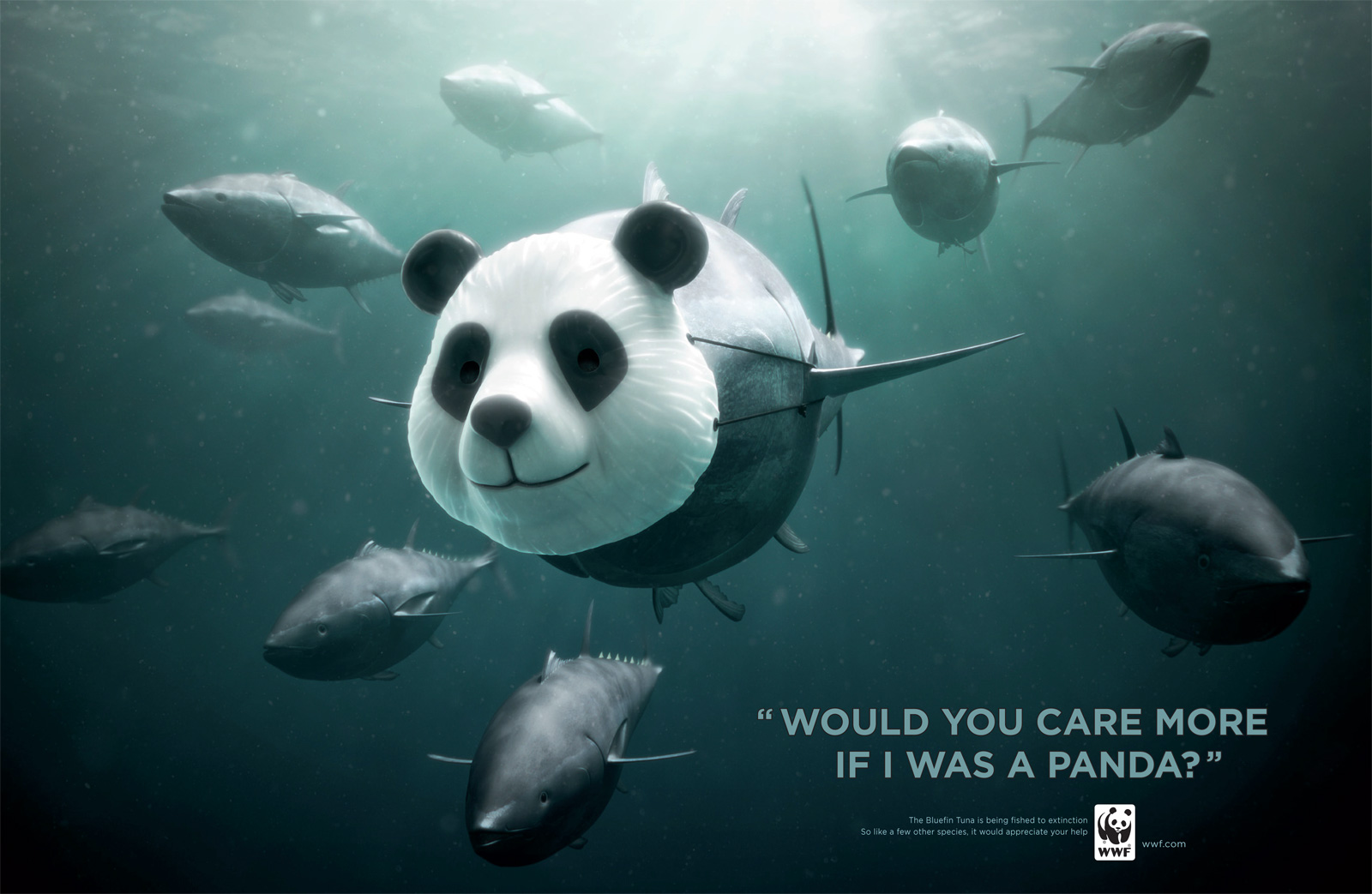 rhetoric analysis of wwf tiger ad The wild classroom tiger toolkit provides a resource guide and six activities around this iconic species, the threats they face, and what we can do to protect. rhetoric analysis of wwf tiger ad The wild classroom tiger toolkit provides a resource guide and six activities around this iconic species, the threats they face, and what we can do to protect.