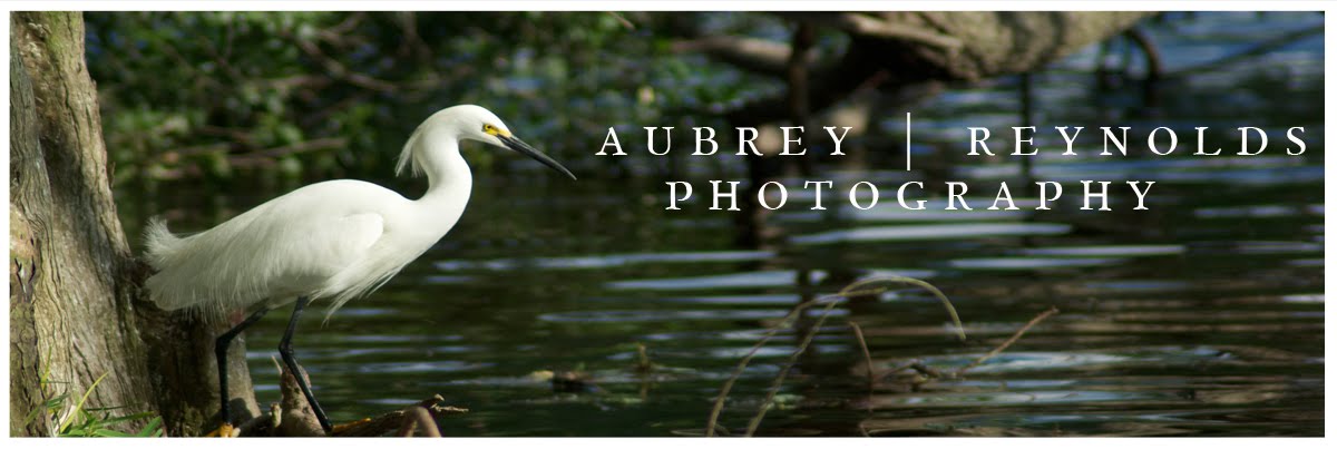 Aubrey Reynolds | Nature and Wildlife