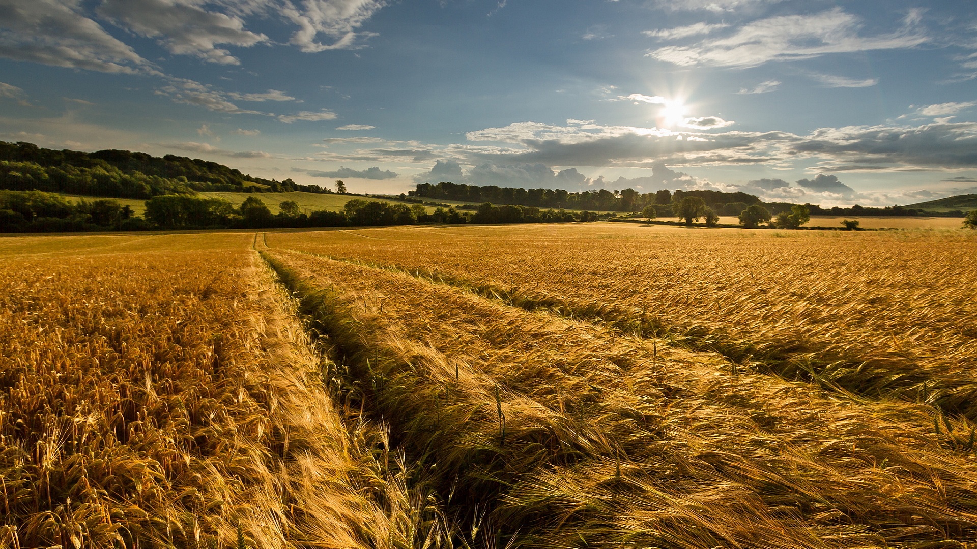 Wheat Field Late Summer - High Definition Wallpapers - HD wallpapers