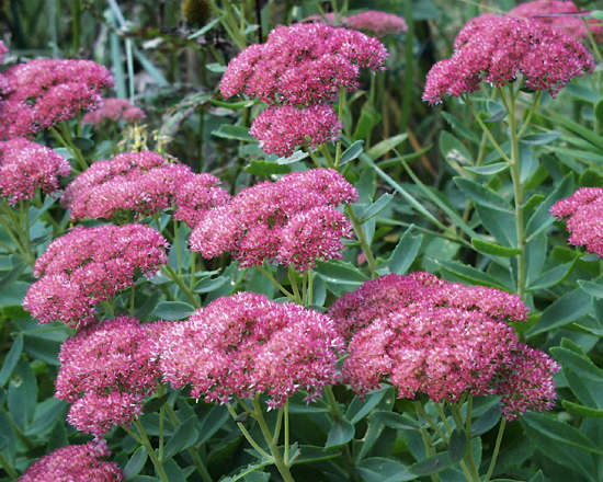 flowers for flower lovers sedum flowers pictures flowers for flower lovers sedum flowers pictures