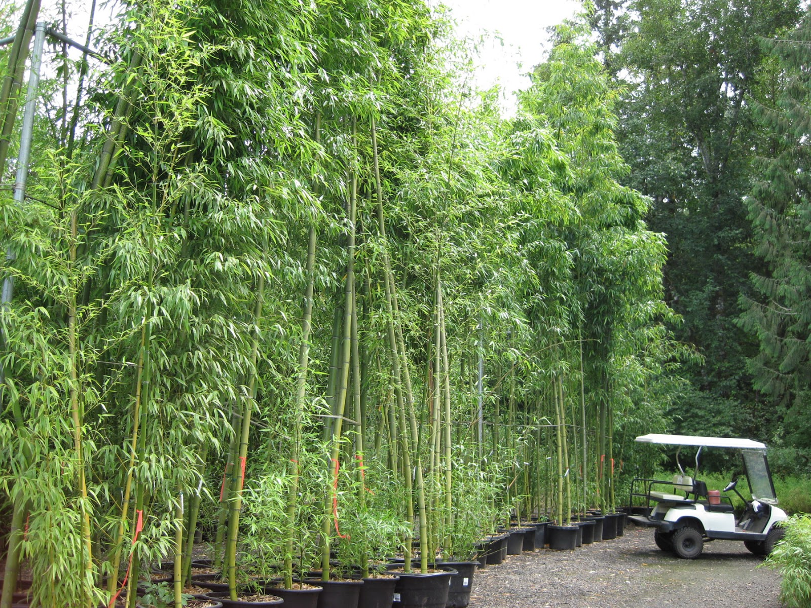 Bamboo Grove Photo Bamboo Garden Screens