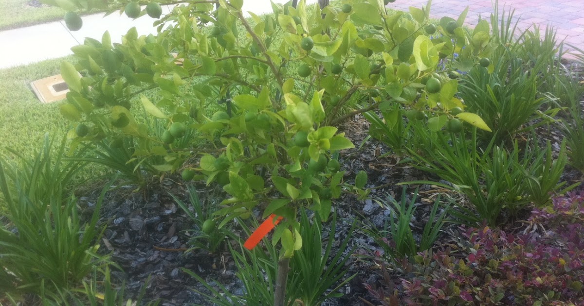 Growing Editable Container Plants in Central Florida Introducing