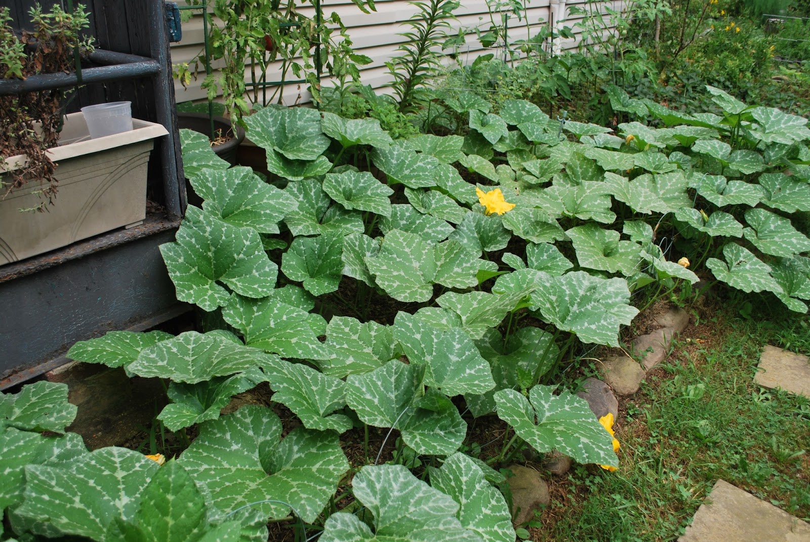 Greenish Thumb How to make stuffed pumpkin blossoms & tempura green beans