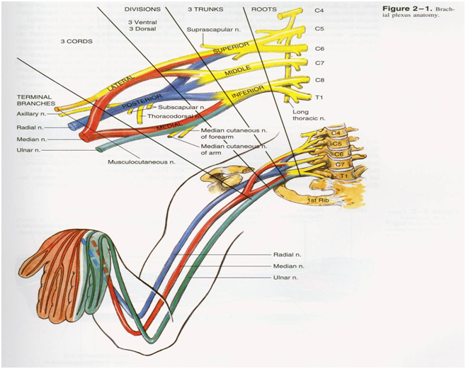Regional Anesthesia Manual—upper extremity blocks Dentistry and Medicine
