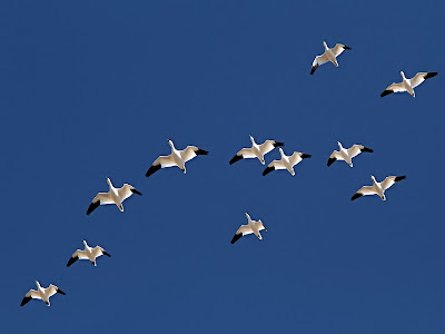 snow geese in flight