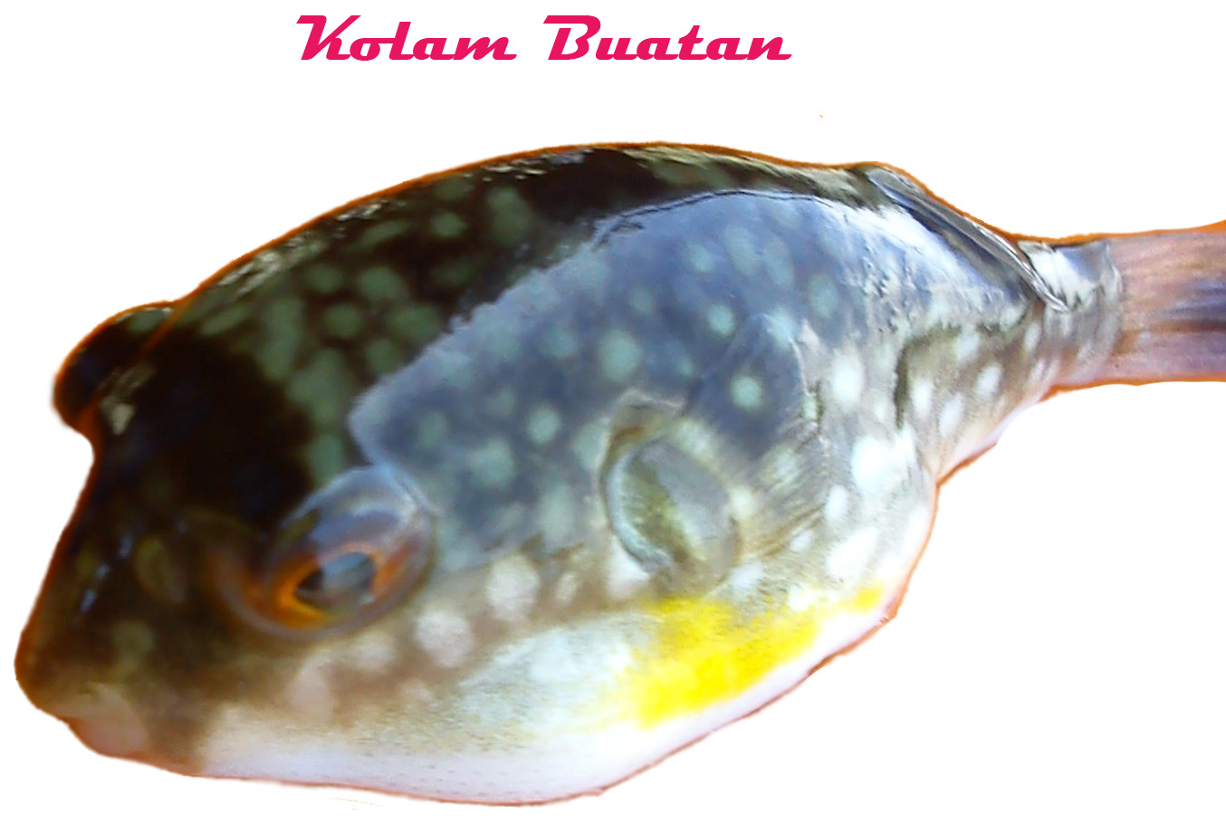 Info Kolam Hias dan Memancing Ikan: Ikan Buntal