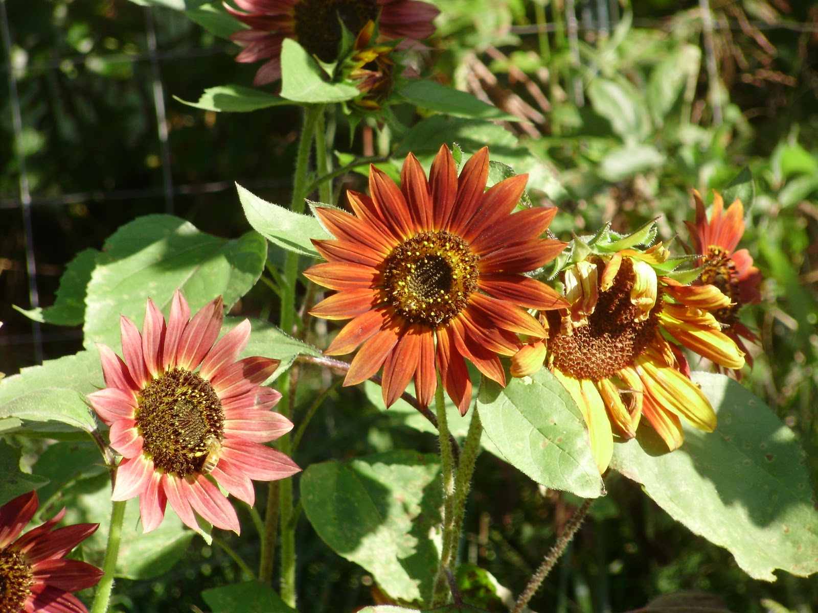 Fall Sunflowers