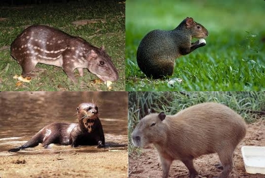 BRITO SABE TUDO: Qual a diferença entre paca, cutia, ariranha e capivara.