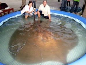 Fish World Ikan Pari Air Tawar Terbesar Di Dunia