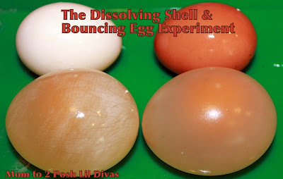 investigatory project chalk as shell of egg First is the discovery of a cheaper construction material in the form of mortar adhesive from mollusk shell: mussel shell and oyster shell investigatory-project . investigatory project chalk as shell of egg First is the discovery of a cheaper construction material in the form of mortar adhesive from mollusk shell: mussel shell and oyster shell investigatory-project .