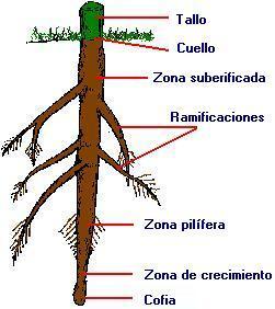 LA PARTE DE LA PLANTA la parte de la planta: