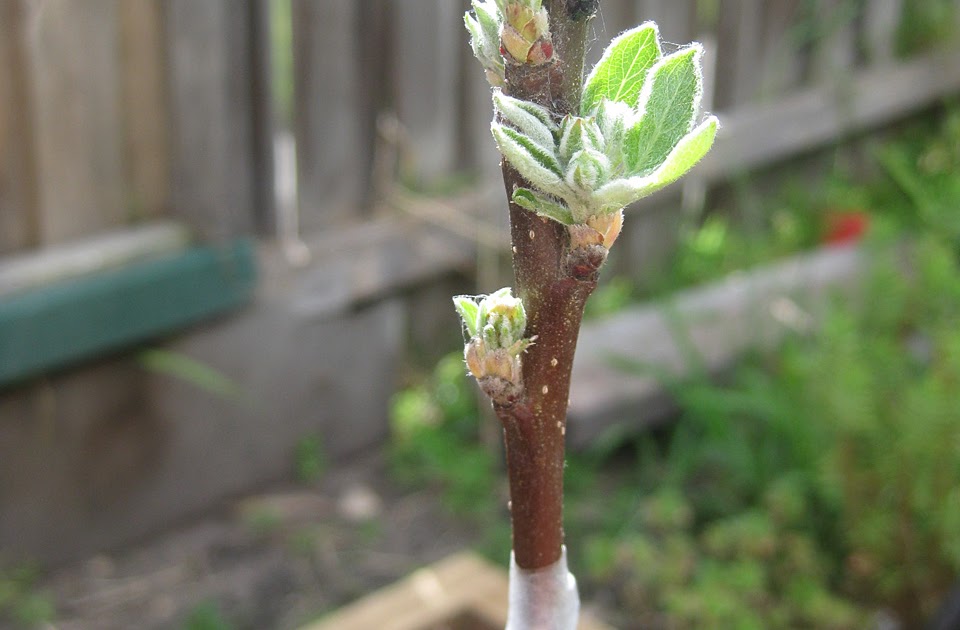 The Night Gardener Apple Grafting, More Of