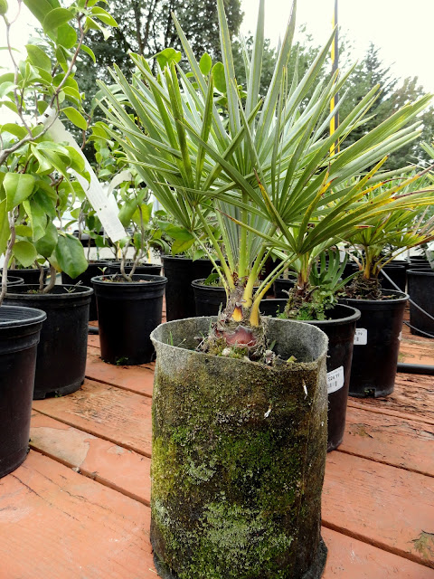 danger garden: Discovering a new nursery, The Garden Corner...