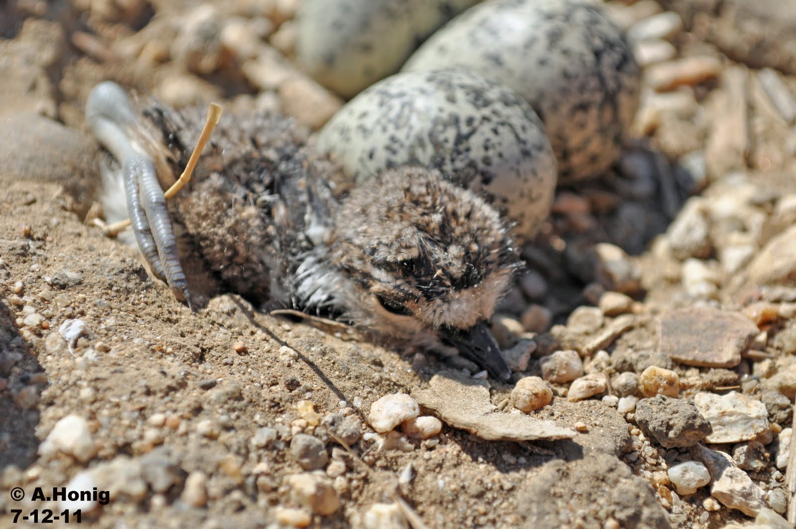 Panorama Vista Preserve July 2011