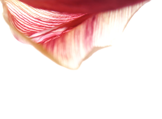 tulip petal