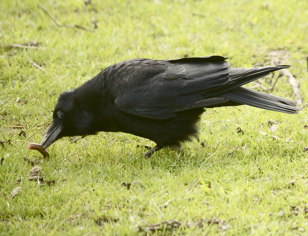 The Shadoxhurst Garden Slowworm attacked by Crow (Cert.18)