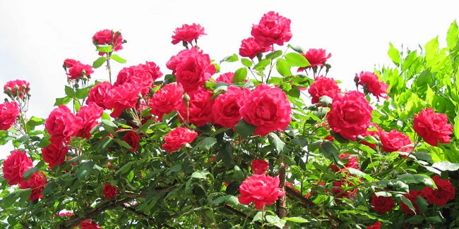 5 Bunga Cantik dan Wangi Yang Bisa Jadi Parfum Alami