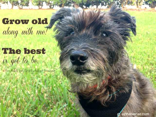 Oz the Terrier grow old with me, the best is yet to be - adopt a senior dog month