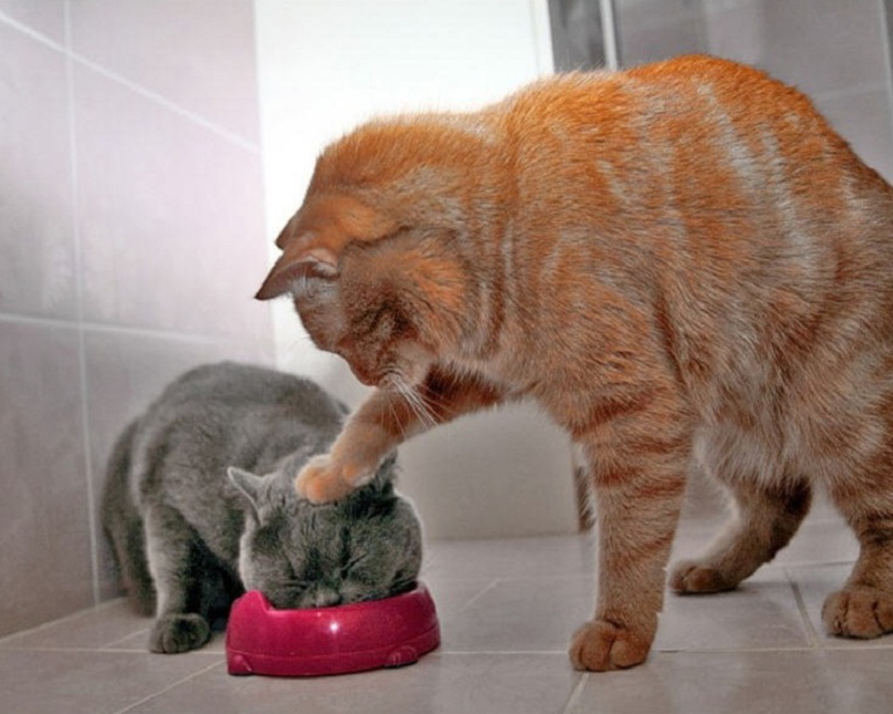 http://4.bp.blogspot.com/-queAfR-A11g/UIe7ymvP2XI/AAAAAAAAAyA/Ht6rDH1qtC8/s1600/Funny-Cats-Wallpaper-cats-28363005-1280-1024.jpg