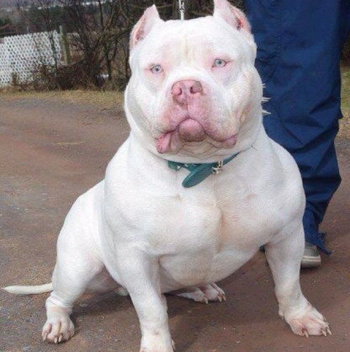 pocket pitbull puppies march 2013 many pocket pitbull puppies march 2013 many