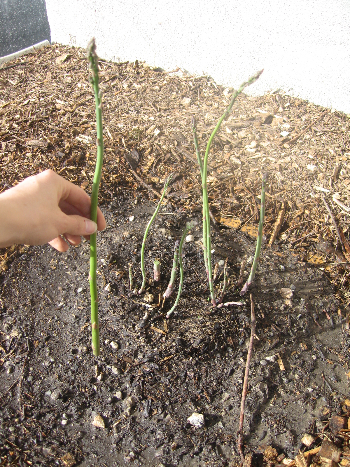 Renew Garden Highlight Asparagus Patch
