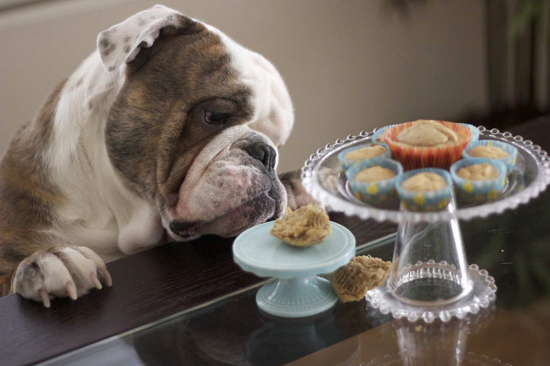 Doggie Cupcake Recipes Doggie Cupcake Recipes