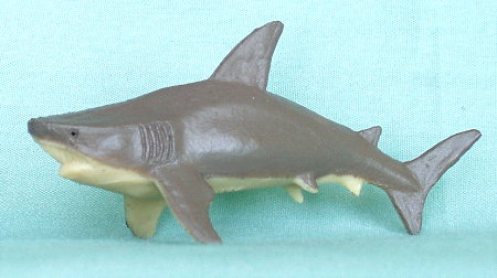 Animal Unique In The World Bull Shark